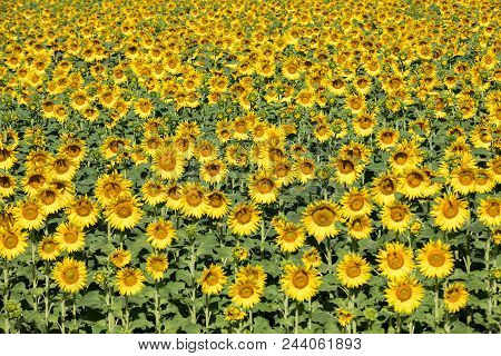 Sunflowers Field Near Arles  In Provence, France