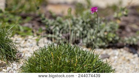 Sea Thrift Is Also Called Armeria Maritima