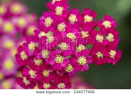 Achillea Glaberrima Red Perennial Plant Used In Landscape Design.