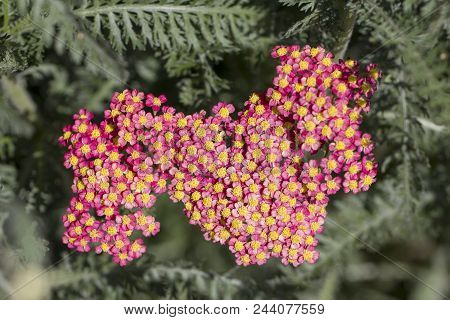 Achillea Glaberrima Red Perennial Plant Used In Landscape Design.