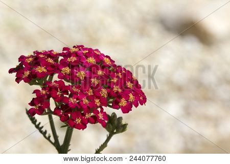 Achillea Glaberrima Red Perennial Plant Used In Landscape Design.