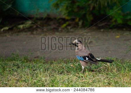 Eurasian Jay Or Garrulus Glandarius Bird In City