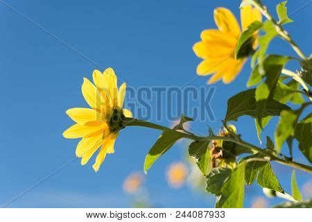 yellow flower of Tithonia???Mexican Sunflower in the outdoor