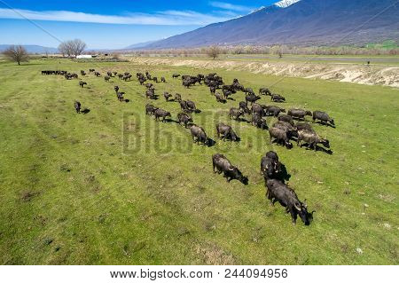Buffalo Grazing Next To The River Strymon In Northern Greece On A Sunny Day. Aerial Shot With Drone