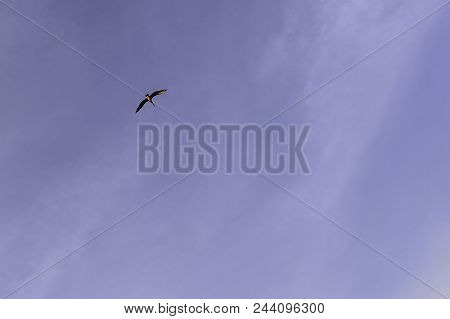 Flying Spot-billed Pelican (pelecanus Philippensis) Also Known As Grey Pelican - Havana, Cuba