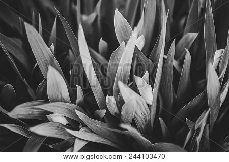 Bright Iris Flowers On A Background Of The Spring Landscape. Side View.
Wild Leaves Flower Field.
Am