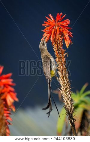 Cape Sugarbirds (promerops Cafer) Feed On Nectar From Aloe Flowers In The Cape Point Nature Reserve,