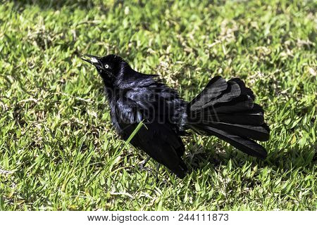 The Greater Antillean Grackle (quiscalus Niger) - Varadero, Cuba