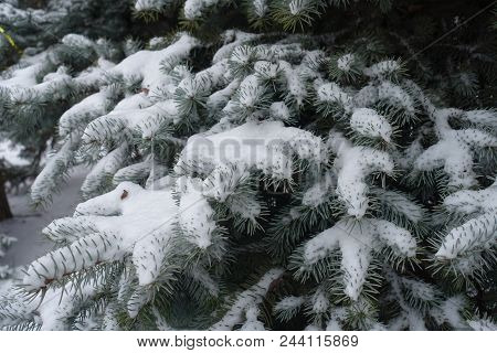 Glaucous Foliage Of Blue Spruce Covered With Snow