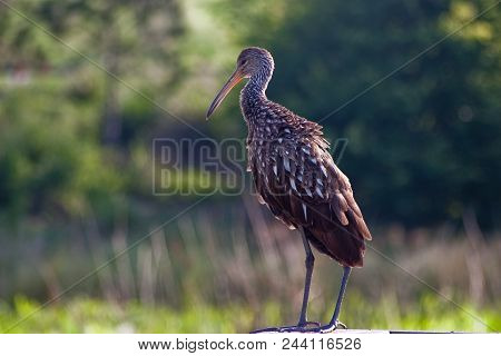 Limpkin (aramus Guarauna) Taken On The Gulf Coast Of Florida.