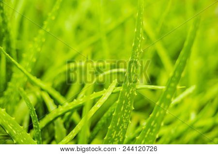 Background Of Gently Green Aloe Leaf Texture.