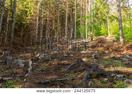 Forest Landscape - Forest Trees With Grass On The Foreground And Sunset Light Shining Through The Fo