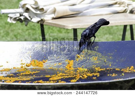 The Greater Antillean Grackle (quiscalus Niger) During Cuban Lunch - Varadero, Cuba