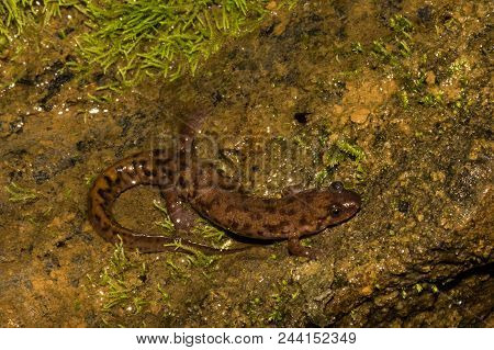 A Close Up Of A Seal Salamander In Virginia.