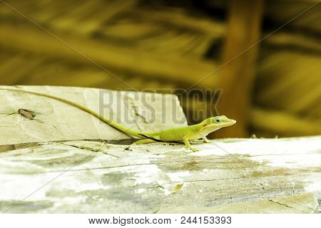 Cuban Female Lizard Allisons Anole (anolis Allisoni), Also Known As The Blue Headed Anole - Varadero