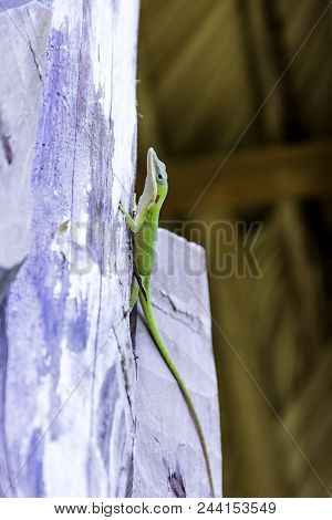 Cuban Female Lizard Allisons Anole (anolis Allisoni), Also Known As The Blue Headed Anole - Varadero