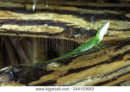 Cuban Female Lizard Allisons Anole (anolis Allisoni), Also Known As The Blue Headed Anole - Varadero