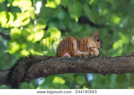 Red Squirrel Gnaws A Nut On A Tree Branch. Summer Of Russia