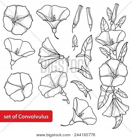 Vector Set With Outline Convolvulus Or Bindweed Flower Bell, Bunch, Leaf And Bud In Black Isolated O