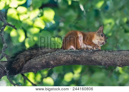 Red Squirrel Gnaws A Nut On A Tree Branch. Summer Of Russia