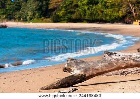 Dead Fallen Tree On The Exotic Beach Of The Island Of Langkawi. Malaysia