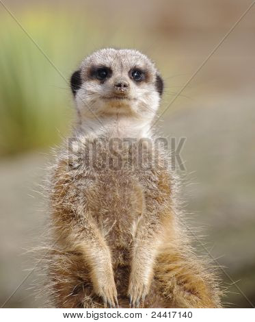 Meerkat patrząc na kamery