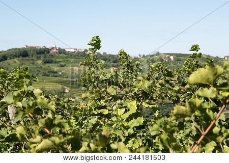 A Sunny Day In Goriška Brda, Slovenia