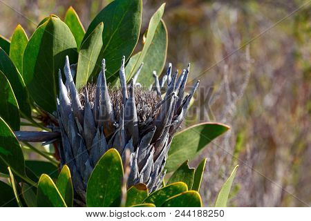 Burned Protea Flower In Van Stadens Wildflower Reserve