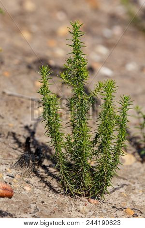 Straight Green Leaves Growing In Van Stadens Wildflower Reserve