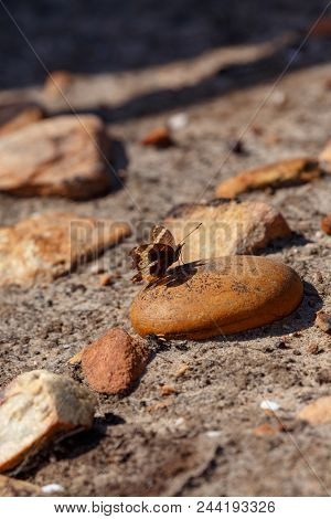 A Butterfly And Lots Of Rocks In The Fields Of Van Stadens Wildflower Reserve