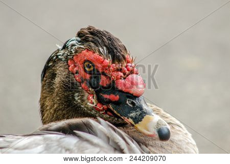 Muscovy Duck Roaming On The Grass. Beautiful Male Muscovy Duck. Photographed In Canada In June Of 20