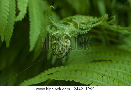 Beautiful Bright Green Fern Leaves. Textured Floral Background.