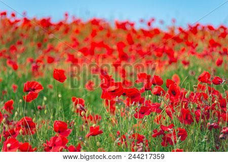 Remembrance Day, Anzac Day, Serenity. Opium Poppy, Botanical Plant, Ecology. Poppy Flower Field, Har