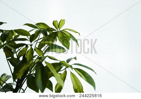 Scheffler Bush On Light Background