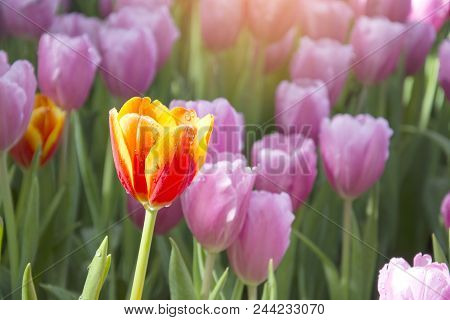 Close Up Of Orange Tulip In The Pink Tulip Garden Field