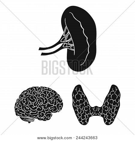 Human Organs Black Icons In Set Collection For Design. Anatomy And Internal Organs Vector Symbol Sto