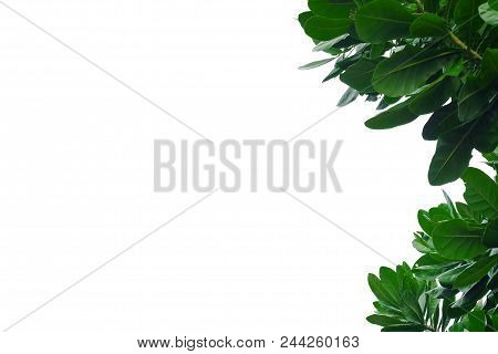 Top View A Tropical Tree Leaves Growing In Botanical Garden On White Isolated Background For Green F