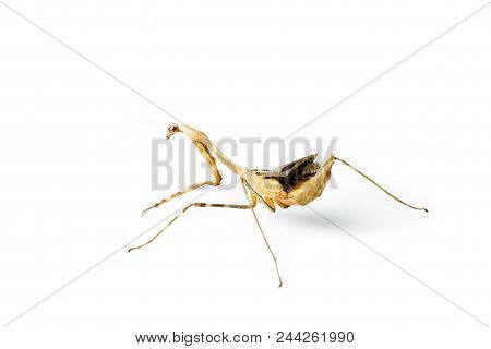 Praying Mantis Isolated On White Background. Pseudempusa Pinnapavonis