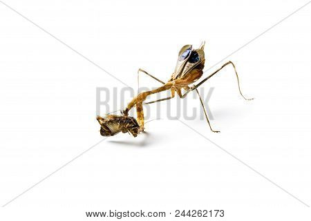 Praying Mantis And Cockroach Isolated On White Background. Predator And Victim Concept.