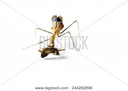 Praying Mantis And Cockroach Isolated On White Background. Predator And Victim Concept.