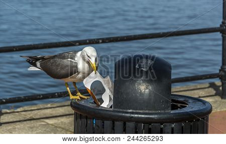 A Seagull Perched On A Public Garbage Bin Pulling Out Litter With Its Beak