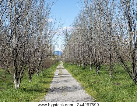 Milan, Lombardy, Italy: The Park Known As Parco Grugnotorto In The Springtime