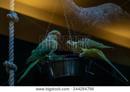 Parrots Sit On The Trough At The Zoo