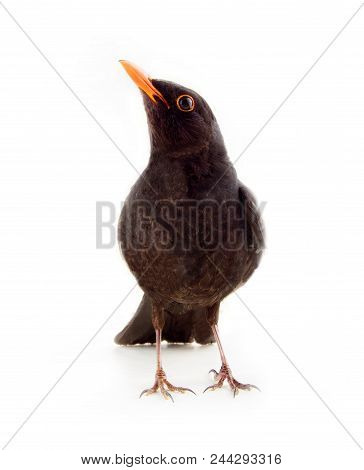 Blackbird (turdus Merula, Male) On White Background