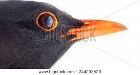 Blackbird (turdus Merula, Male). Portrait Close-up On White Background