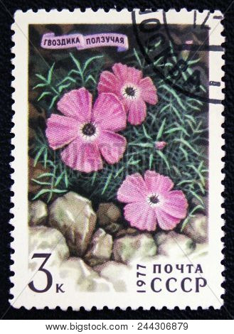 Moscow, Russia - January 7, 2017: A Stamp Printed In The Ussr Shows Carnation, Pink Or Sweet William
