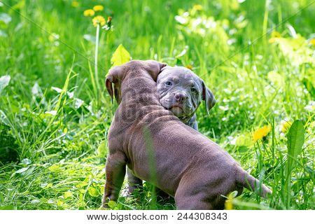 Cute Little Dogs Sitting Among Yellow Flowers In Green Grass In The Park. Outdoors. Wallpaper. Best 