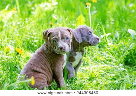 Cute Little Dogs Sitting Among Yellow Flowers In Green Grass In The Park. Outdoors. Wallpaper. Best 