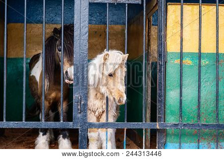 Pony With Blue Eyes Looking Through The Metal Fence At The Zoo