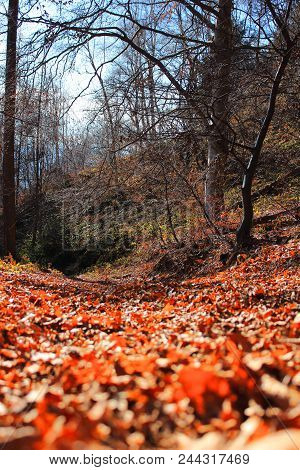 Beautiful Red Leaves Bed To Restore After Many Km Of Walking